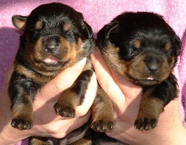 chiots rottweiler disponible